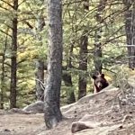 When you meet a bear in the woods