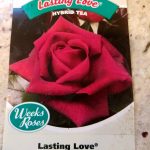 Rose Bush Seeds