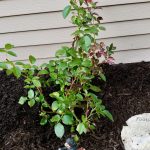 Helena Dads Rose Bush